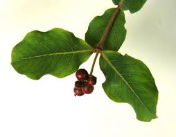 Image result for Psorospermum febrifugum