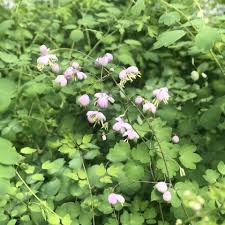 Image result for Thalictrum