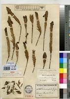 Image result for Crossandra puberula