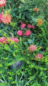 Image result for Ixora nana