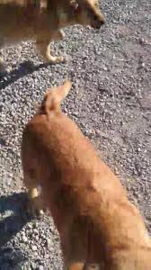 We discuss a lot about these little pups, their growth stages, nutritional needs, and even training! Nevada Golden Rebel Retrievers Home Facebook