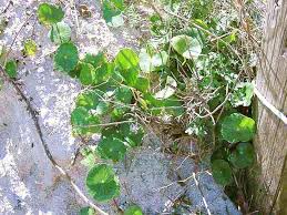 Image result for Hydrocotyle bonariensis
