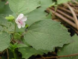 Image result for Urena lobata