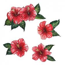 Jaba Flower Png Free Jaba Flower Png Transparent Images 3264 Pngio Colorful hibiscus flowers vector art free download. jaba flower png transparent images