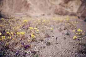 Picking up a guitar is the best decision i ever made, and i'd love to be able to help you on your journey. Flowers Growing On Field At Death Valley National Park Stockphoto
