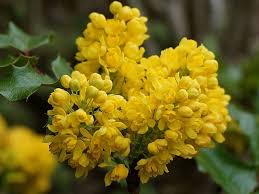 Mahonia repens low, or creeping oregon grape. How To Grow And Care For Mahonia Shrub A Beginner S Guide Florgeous