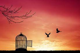 Free images, videos and music you can use anywhere. 132 158 Cage Stock Photos Images Download Cage Pictures On Depositphotos