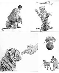 Paper Tigers Part Of Hsc Major Work Lead Sketches On Paper Art Major Animal Art Art Projects