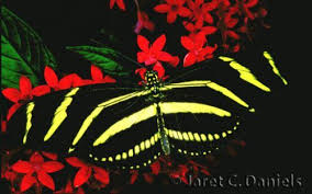 Black And White Striped Butterfly With Red Dots Zebra Longwing Heliconian In 2020 Butterfly Information Black Butterfly Butterfly Family