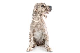 No fault of her own. English Setter Dog Breed Information