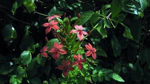 Image result for Ruspolia australis