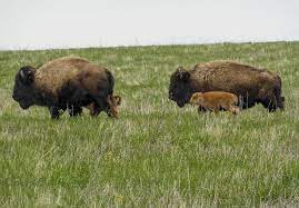 Check spelling or type a new query. Midewin National Tallgrass Prairie Welcomes Baby Bison Shaw Local