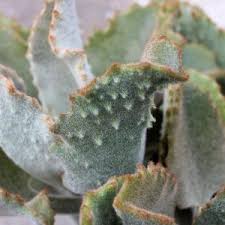 Image result for Kalanchoe brachyloba