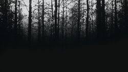 Maybe you would like to learn more about one of these? Black Hills Forest Blair Witch Fandom