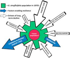 Image result for Voacanga pachyceras
