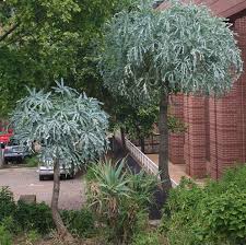 Image result for Cussonia