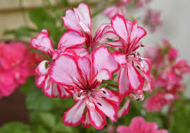 What can be more pleasing than beholding the scenic beauty of roses, the lilies, the violets, the tulips, the orchids and the list goes on! Flowers Associated With Your Zodiac Sign And Their Meanings Astrology Bay