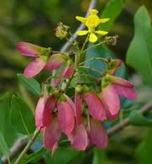 Image result for Heteropterys