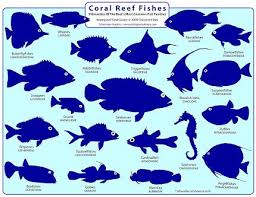 Coral Reef Fish Identification N Z Fish Illustration Fish