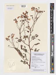 Image result for Aeschynomene baumii