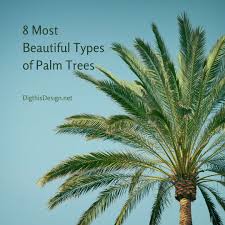 Settle the backfill soil with a water from a hose. 8 Most Beautiful Types Of Palm Trees To Consider For Your Home Dig This Design