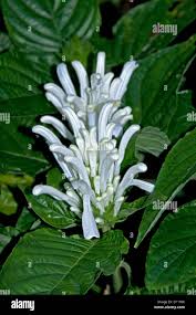 Image result for Justicia carnea