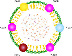 Lipoprotein Wikipedia