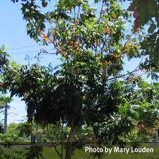 The tree, which features glossy green leaves and bright red and yellow flowers, is often grown as an indoor plant, where containers keep it small. Black Bean Castanospermum Australe Qpic