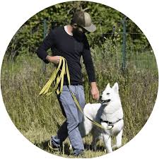 Viande Pour Chien Faut Il Lui En Donner