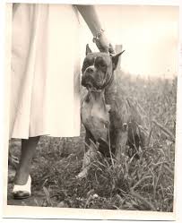 1940 1950 Great Photo Dog White Chested Boxer Woman W Great Charm Bracelet Boxer Dogs Vintage Boxer Vintage Dog