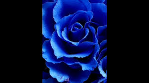 Wallpapers Blue Flowers Hd Backgrounds For Android Phone Samsung Huawei Xiaomi Oppo Vivo Etc Youtube Download this amazing blue flower wallpaper app now on your android phone! youtube