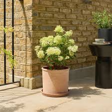 Image result for Gaertnera paniculata