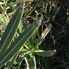 Image result for xylella fastidiosa oleander symptoms