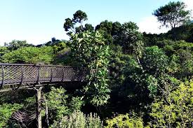 Der Botanische Garten Kirstenbosch Eine Ruheoase In Kapstadt Botanischer Garten Garten Kapstadt