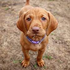 4 females and three males to choose from. Happy Saturday Alpine Vizslas Vizslaoftheday Vizsla Puppy Cutenessoverload Iwanther Gingernu Vizsla Puppies Visla Puppy Animal Photography Dogs