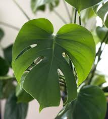 Check out this informative article here. Top 5 Heart Shaped Leaves Plants To Show Your Love My Tasteful Space