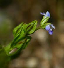 Image result for Crepidorhopalon