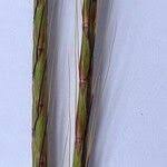 Image result for Andropogon chinensis