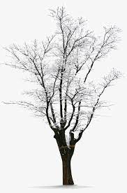 Winter Snow Trees Winter Clipart Winter Tree Png Transparent Clipart Image And Psd File For Free Download Snow Tree Winter Clipart Winter Trees