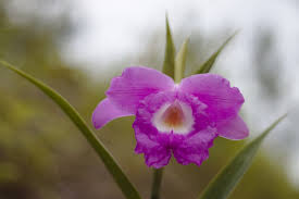 Innovazione come si produce la schiuma di polistirolo? Cattleya Orchidea
