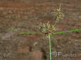 Image result for Pycreus flavidus