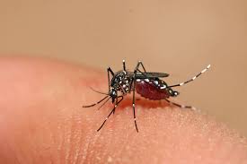 البعوض الناموس Insectox