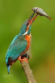 Tropical Bird With Hair On Head Pin On Birds