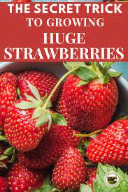 How To Grow Huge Strawberries Growing Strawberries In Containers Growing Fruit Trees Growing Strawberries