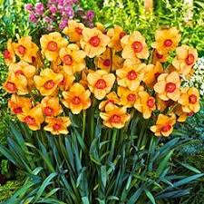 Altruist Daffodil Daffodil Gardening Bulb Flowers Flower Bulbs Garden