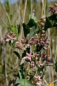 Image result for Cynanchum praecox