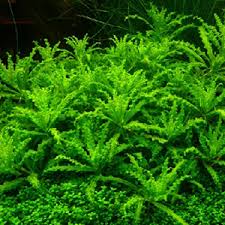 Image result for Pogostemon rogersii