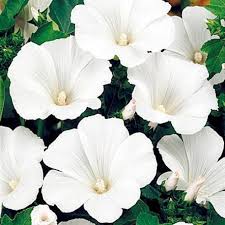 Maybe you would like to learn more about one of these? Rose Mallow Annual Flowers Buy High Quality Seeds At 123seeds Com Fast Delivery