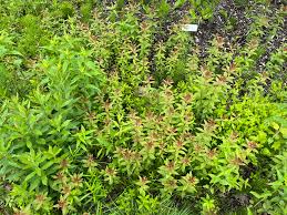 Image result for Myrsinaceae