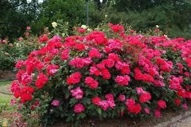 Because of this, these shrub roses are now available from many plant. Knockout Rose Landscaping Houzz